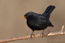 Amsel
